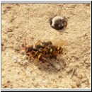 Nomada lathburiana - Wespenbiene 01.jpg